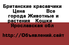 Британские красавчики › Цена ­ 35 000 - Все города Животные и растения » Кошки   . Ярославская обл.